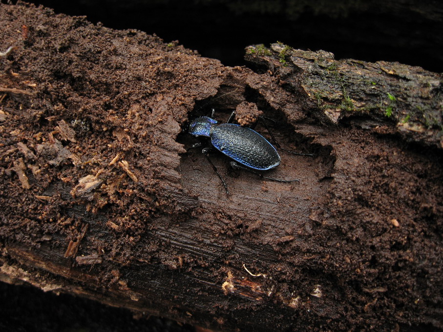 Cerambicide... no, Carabide, Carabus intricatus